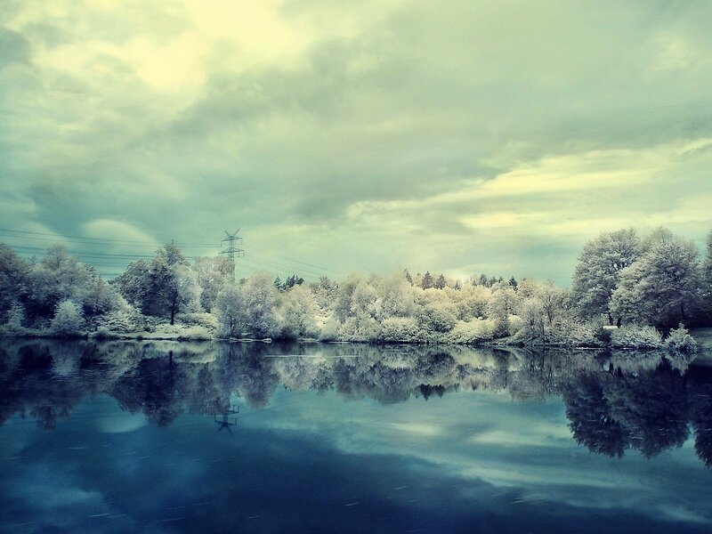 Frozen Trees Reflected in Water