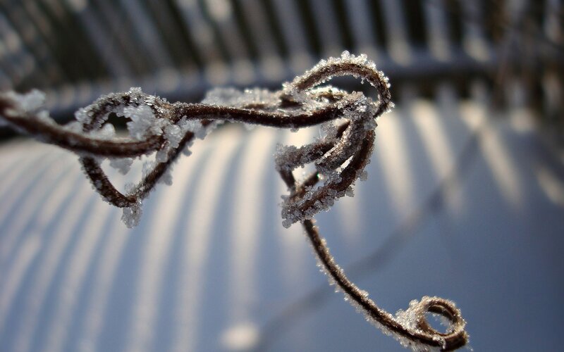 frozen vine in sunlight
