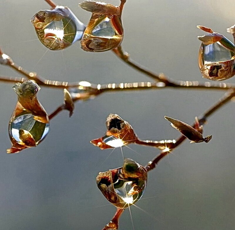 Frozen Water Droplets on Branch