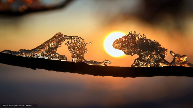 Frozen Water on Branch