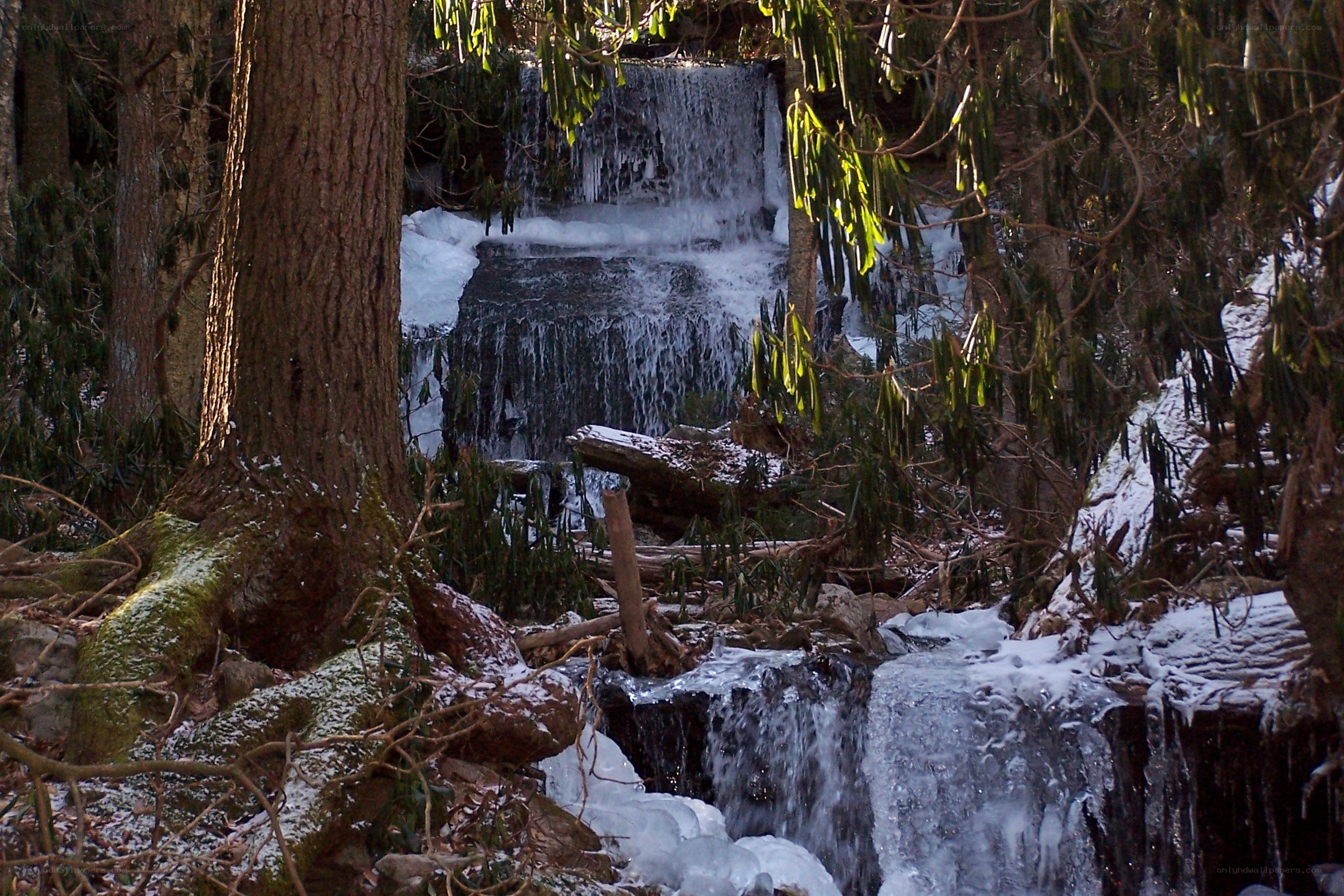 Frozen waterfall in forest