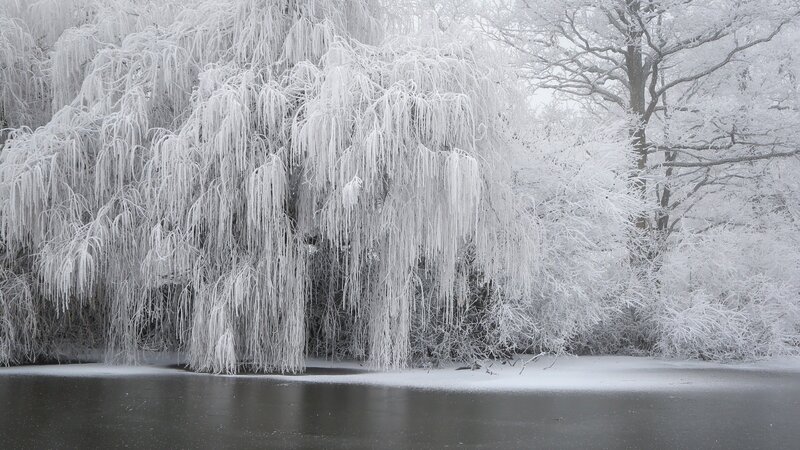 Frozen Weeping Willow