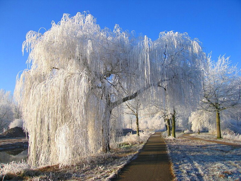 Frozen Weeping Willow Tree — Blue