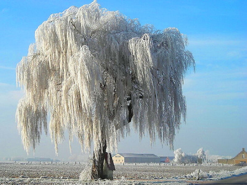 Frozen Weeping Willow Tree — White, Cold