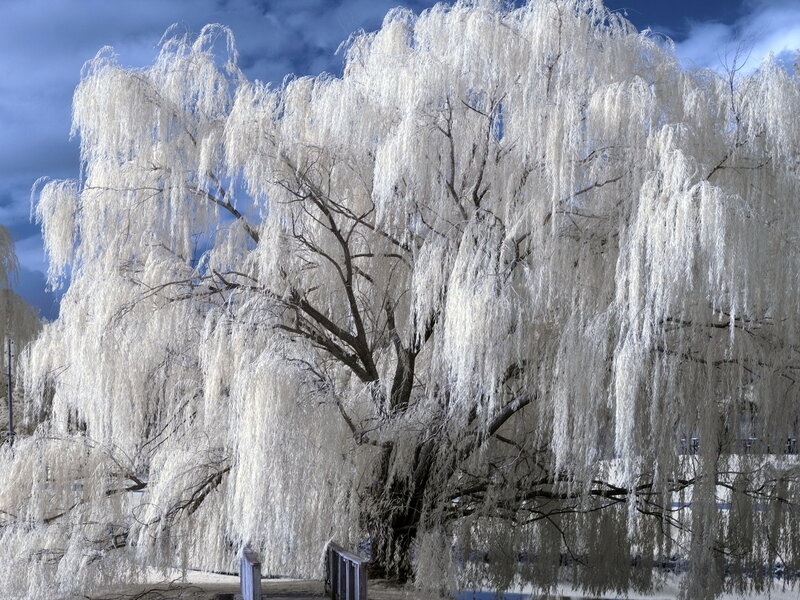 Frozen Weeping Willow Tree — White, Dramatic