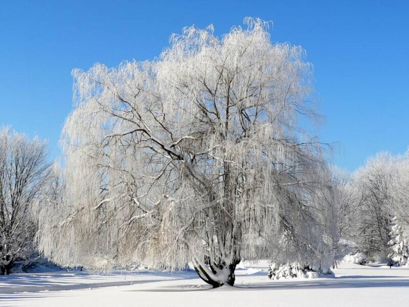 Frozen Weeping Willow Tree — White, Serene