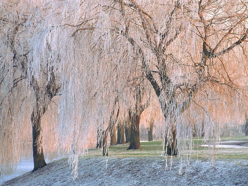 Frozen Weeping Willow Trees