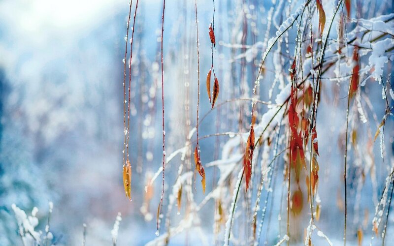 Frozen Willow Branches