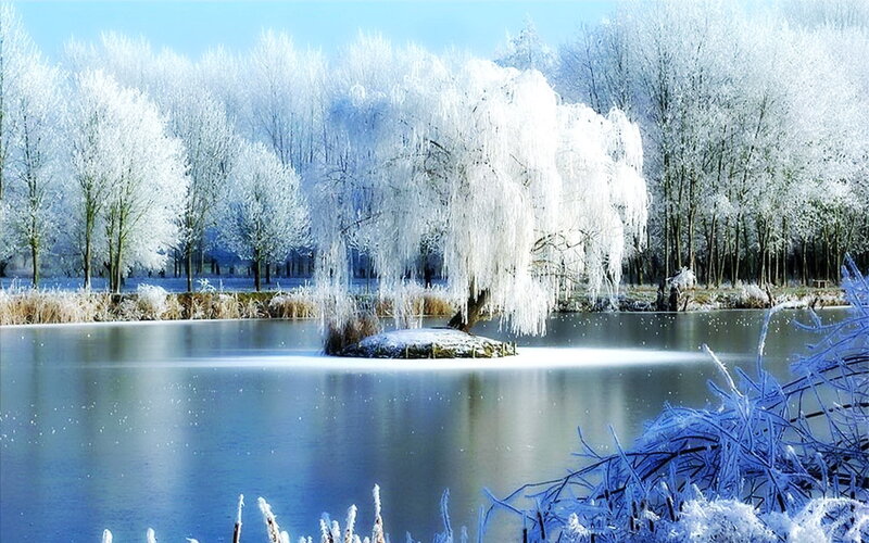 Frozen Willow Tree — Blue, Serene