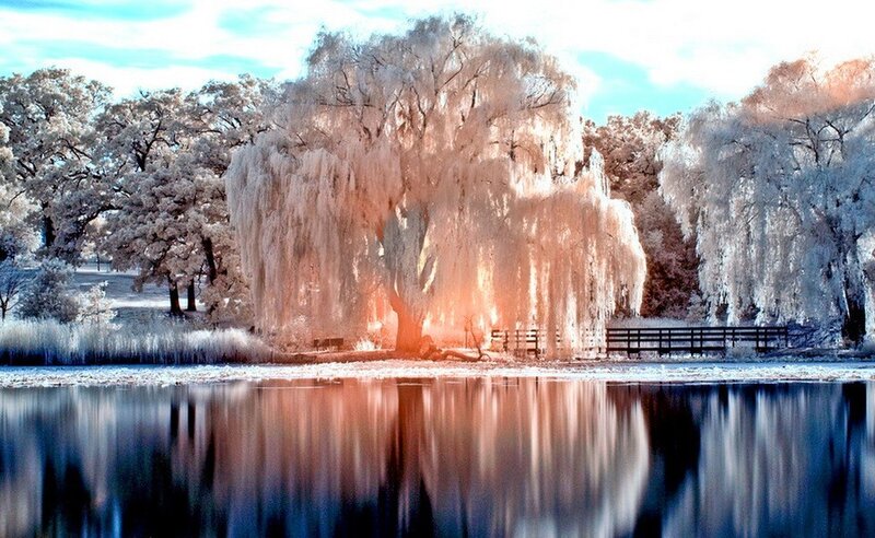 Frozen Willow Tree — Blue, Serene, Winter