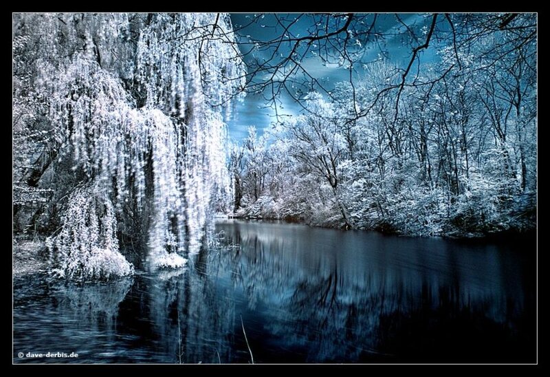 Frozen Willow Tree