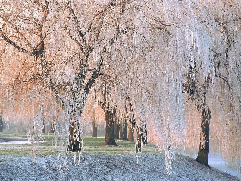 frozen willow trees
