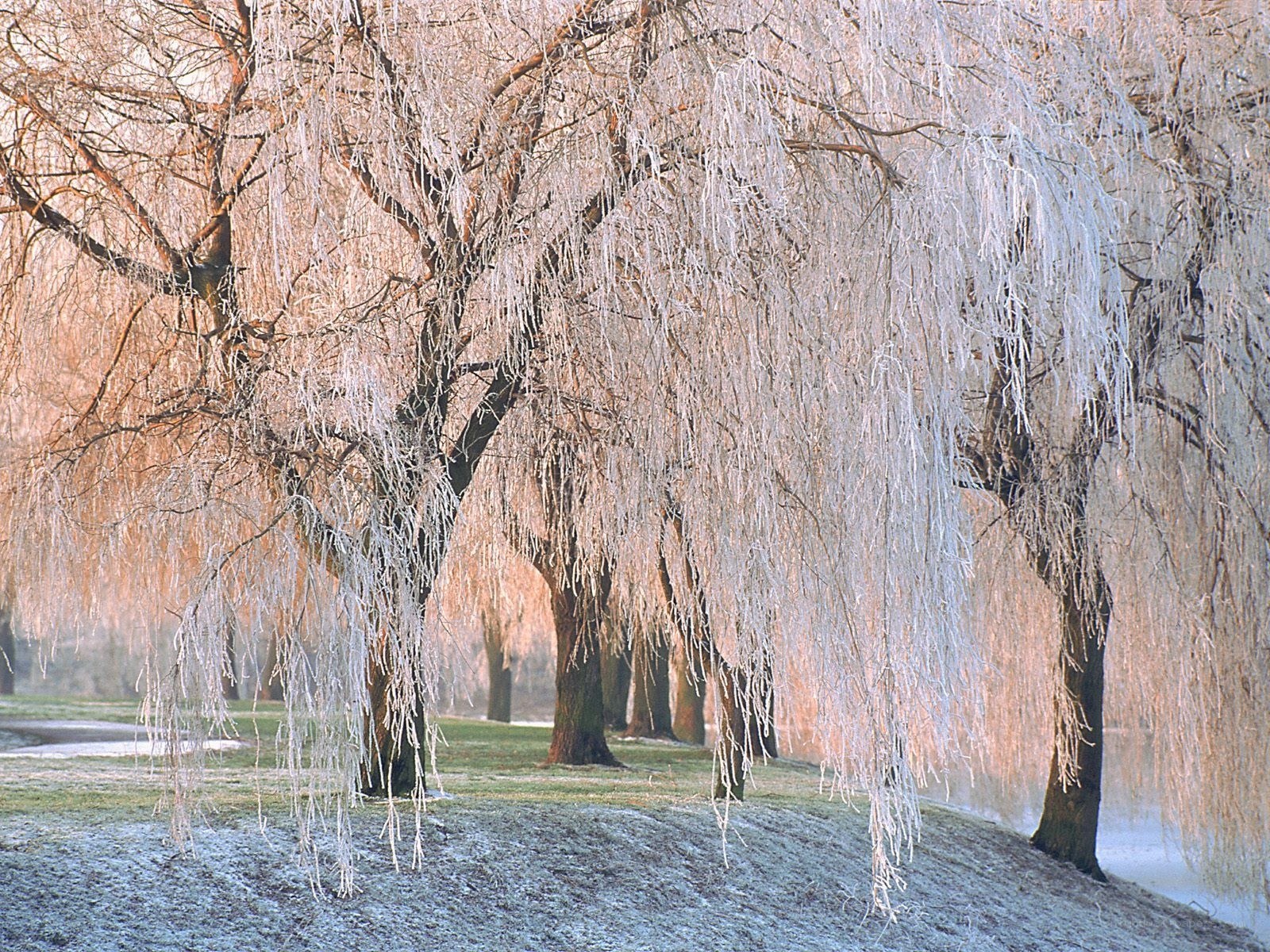frozen willow trees