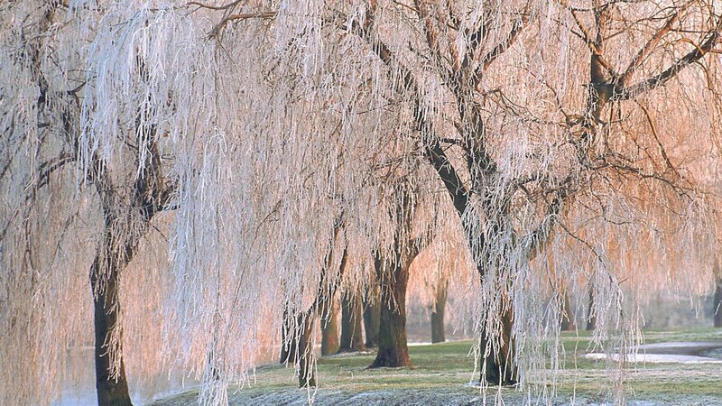 Frozen Willow Trees — White, Cold