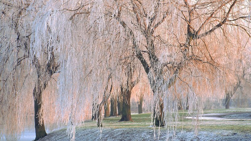 Frozen Willow Trees — White, Serene, Winter, Photograph, Grass, Path
