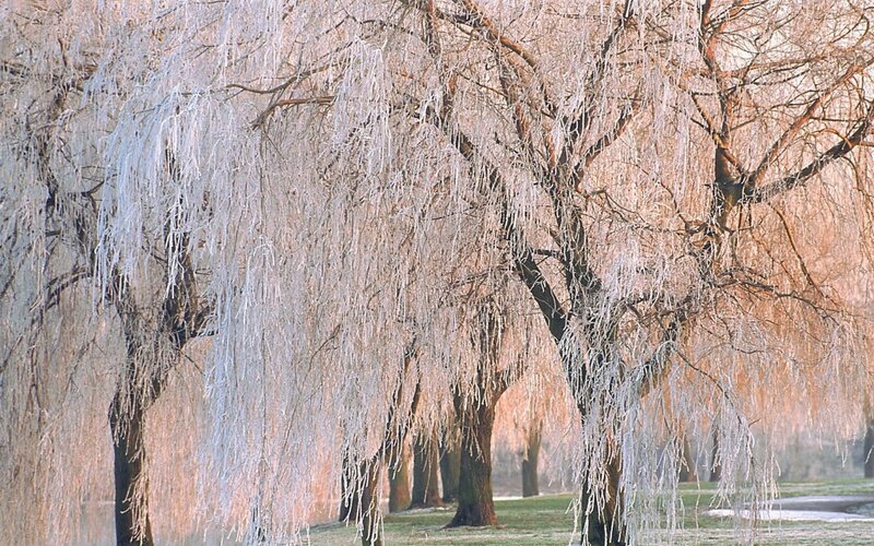 Frozen Willow Trees — White