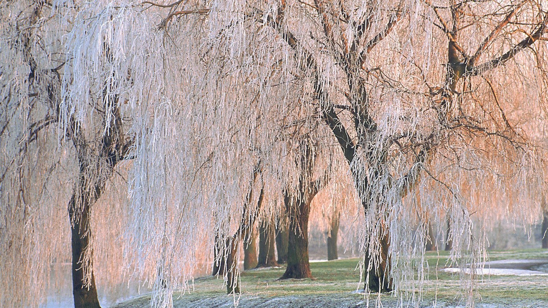 frozen willow trees