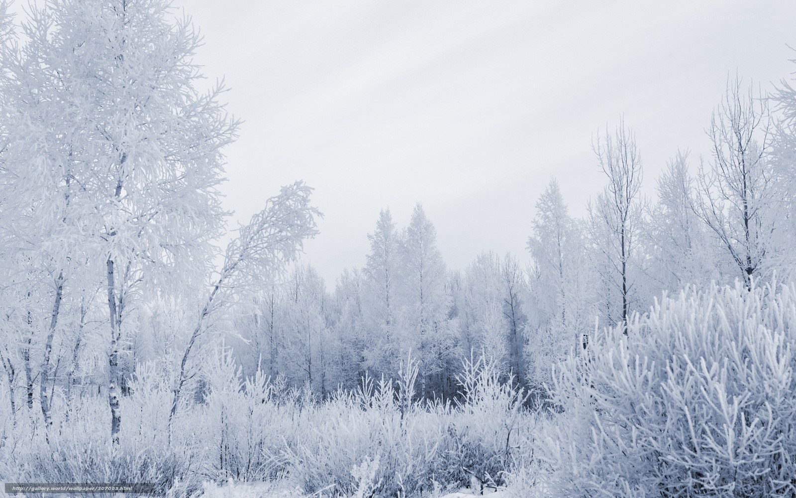 frozen winter forest