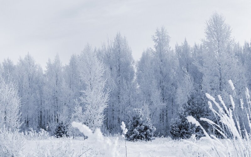 frozen winter forest