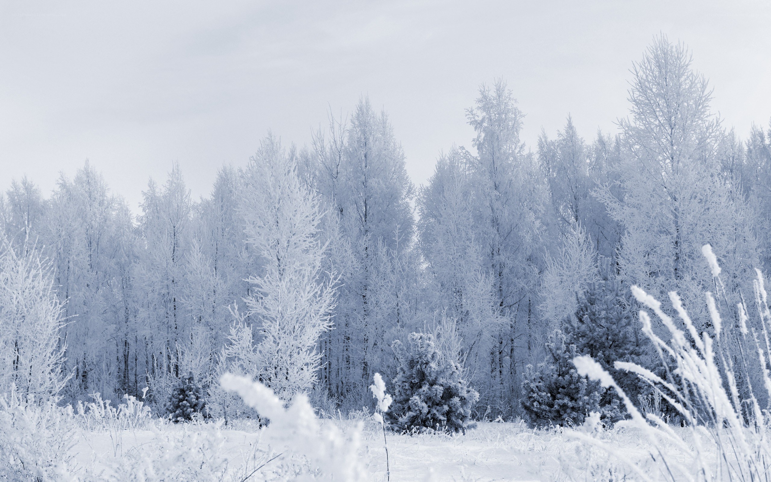 frozen winter forest