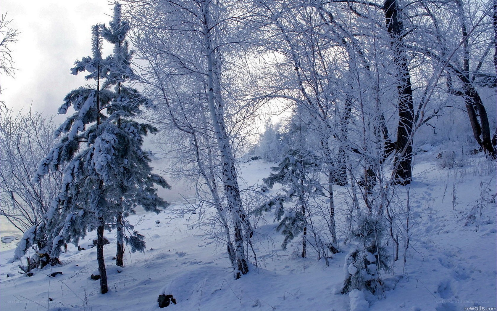frozen winter forest