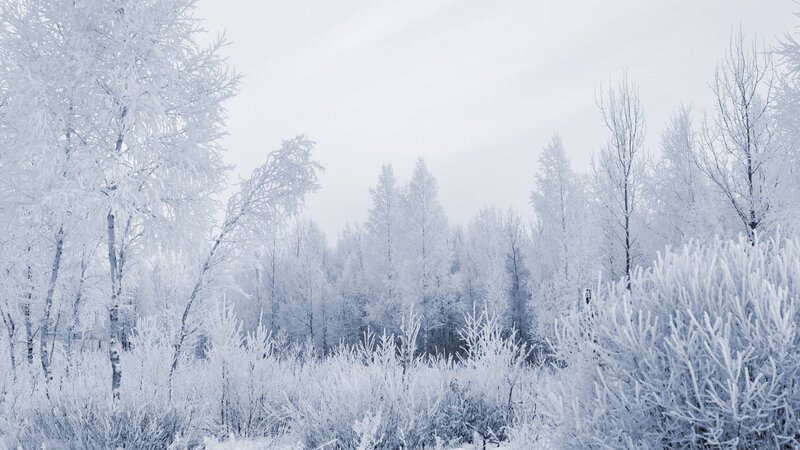 frozen winter forest