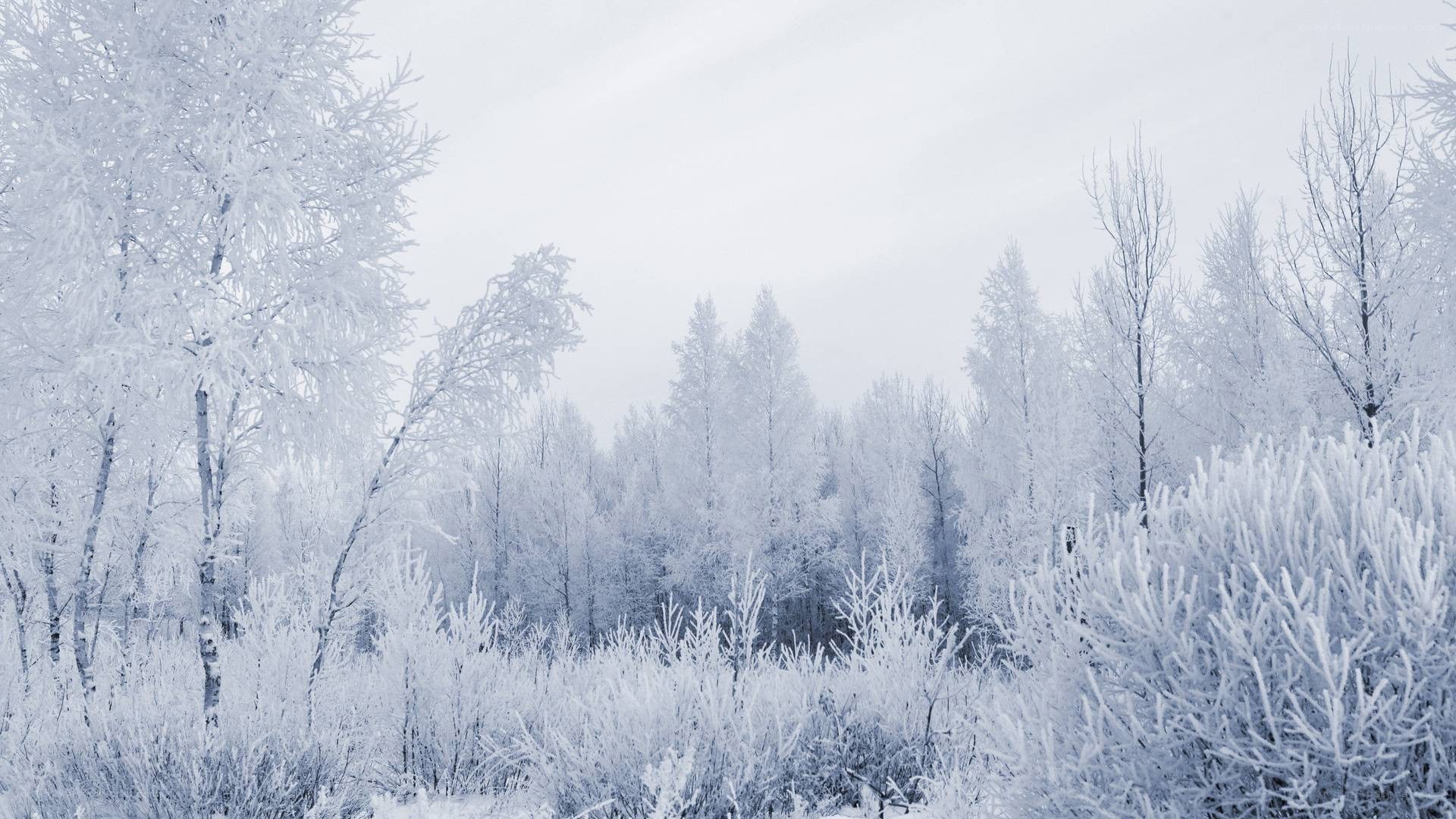 frozen winter forest