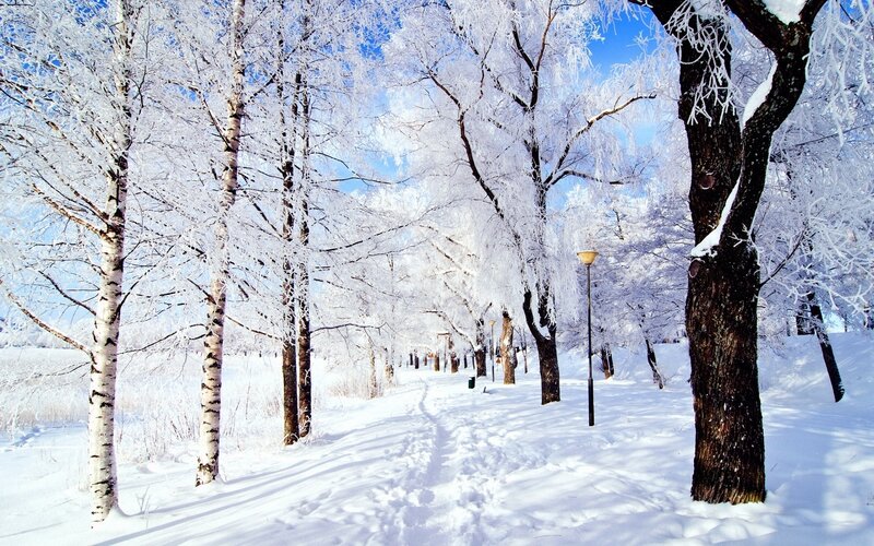 frozen winter forest path