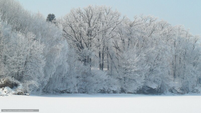 frozen winter forest scene