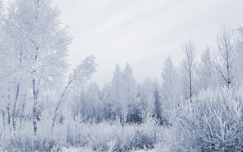 frozen winter forest