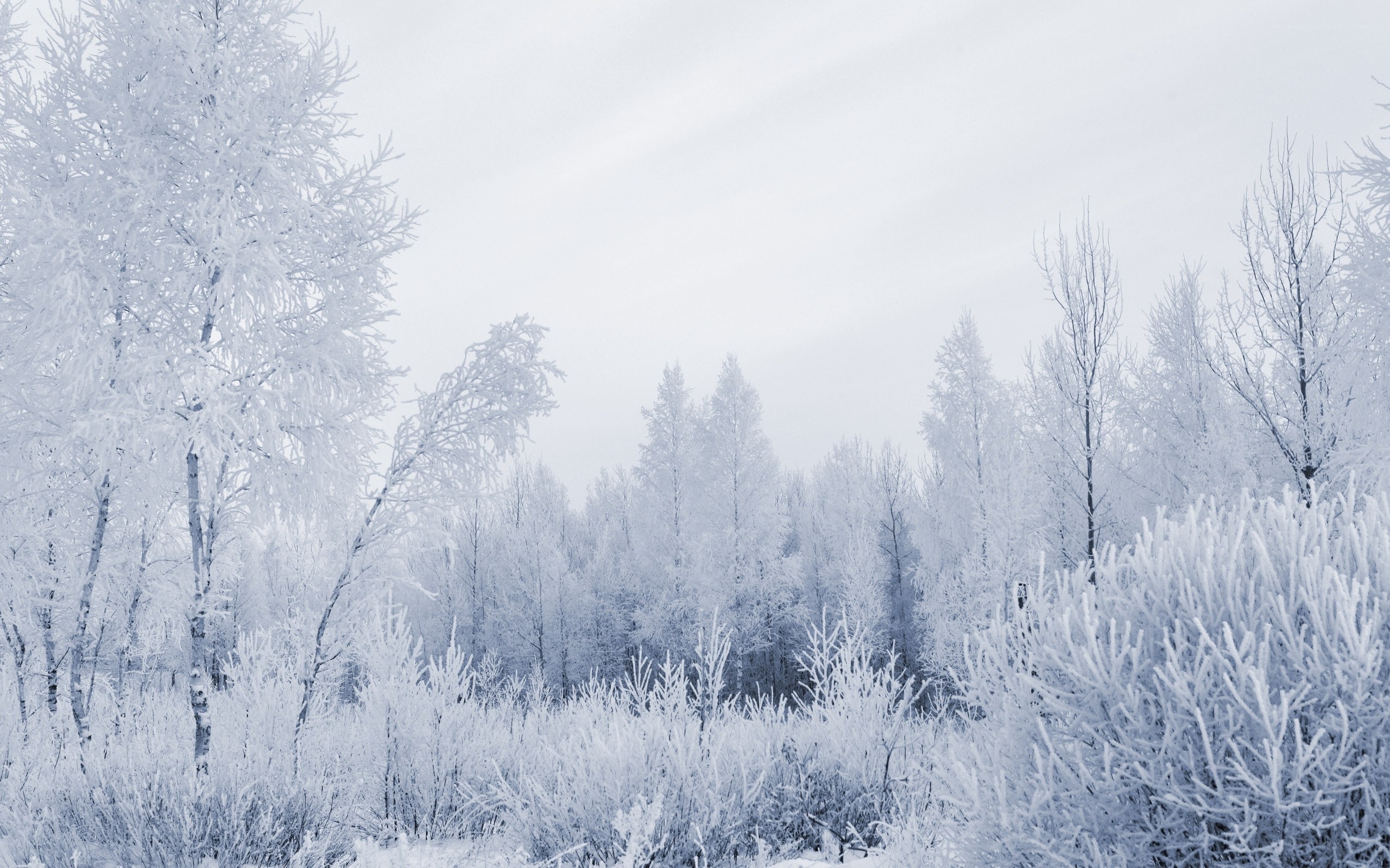 frozen winter forest
