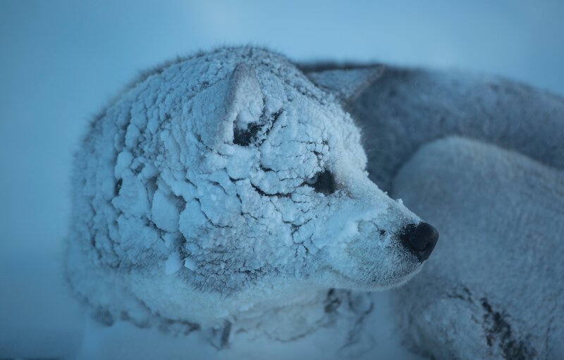 Frozen Wolf in Snow
