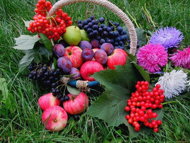 Fruit Basket on Grass — Green, Natural