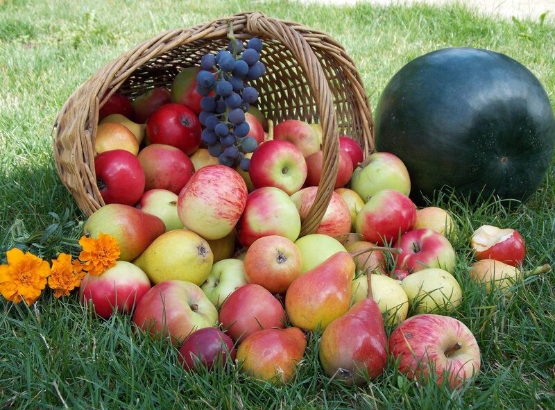 Fruit Basket on Grass — Green, Serene