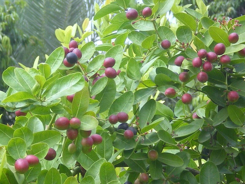 fruit-bearing tree with green leaves