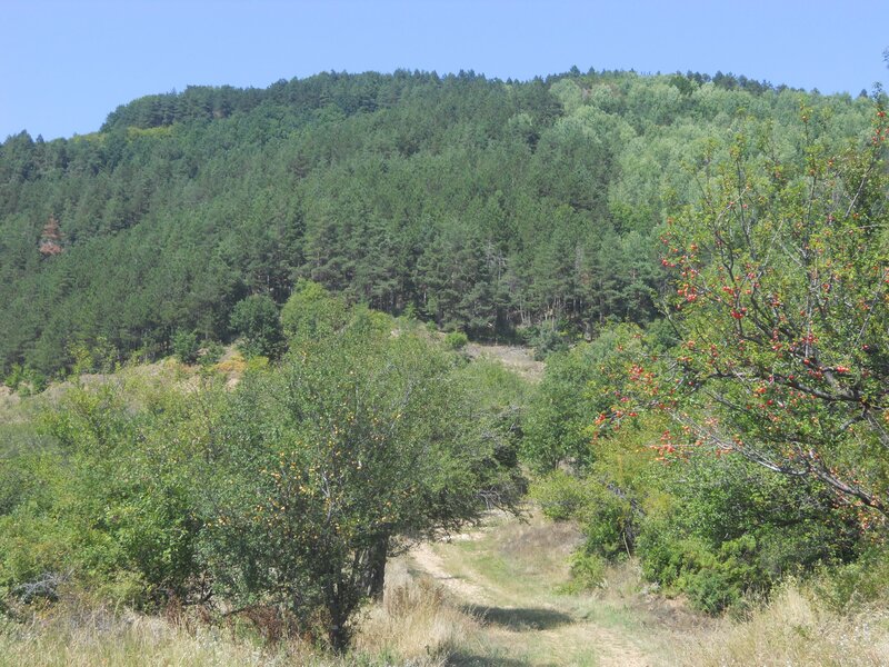 Fruit-bearing Trees on Hillside