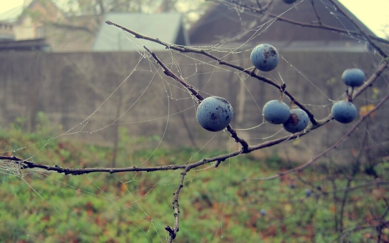 Fruit on a web-covered branch