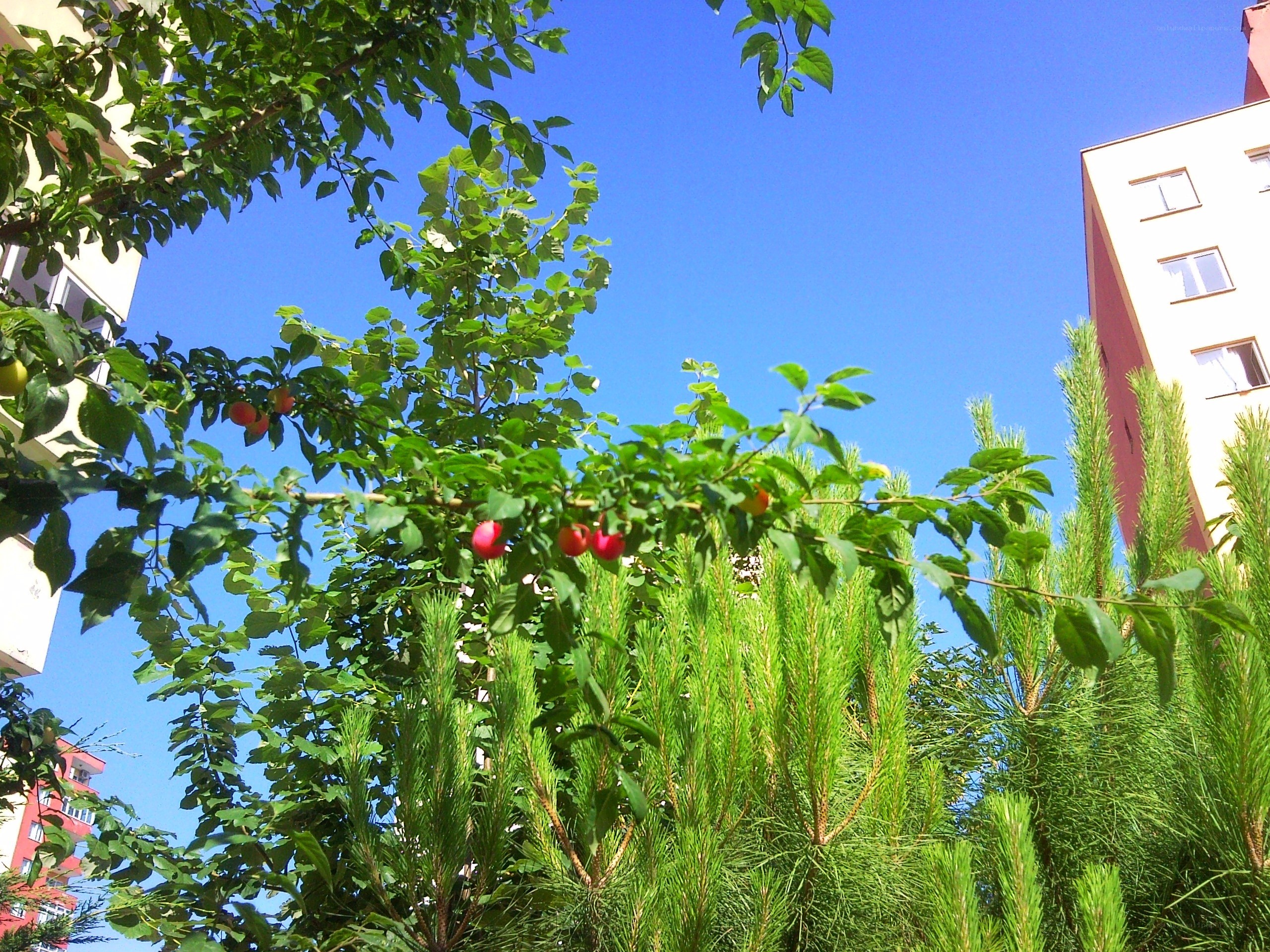 Fruit tree in urban garden