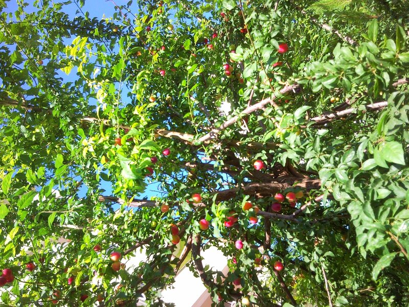 fruit tree with red berries