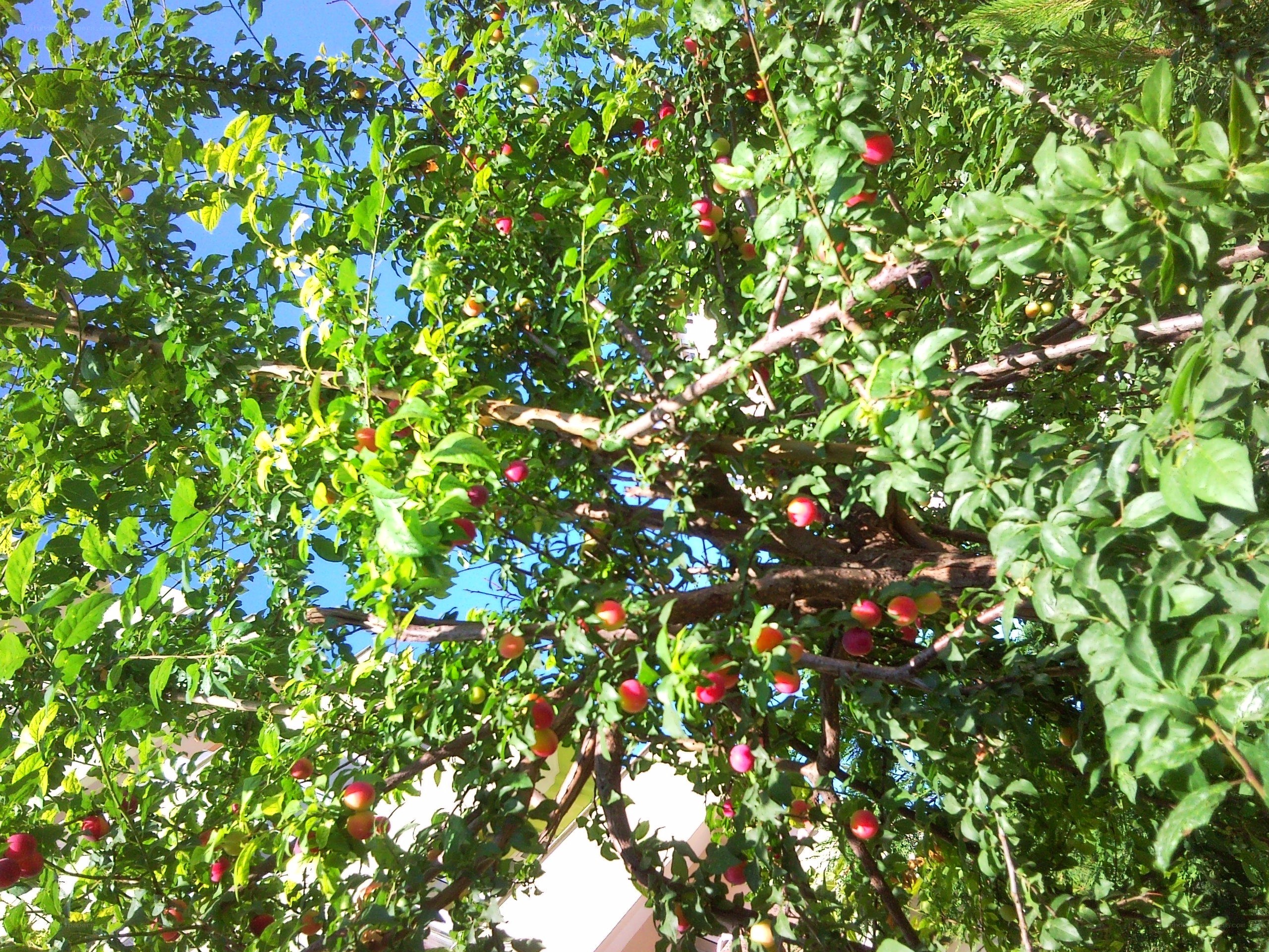 fruit tree with red berries