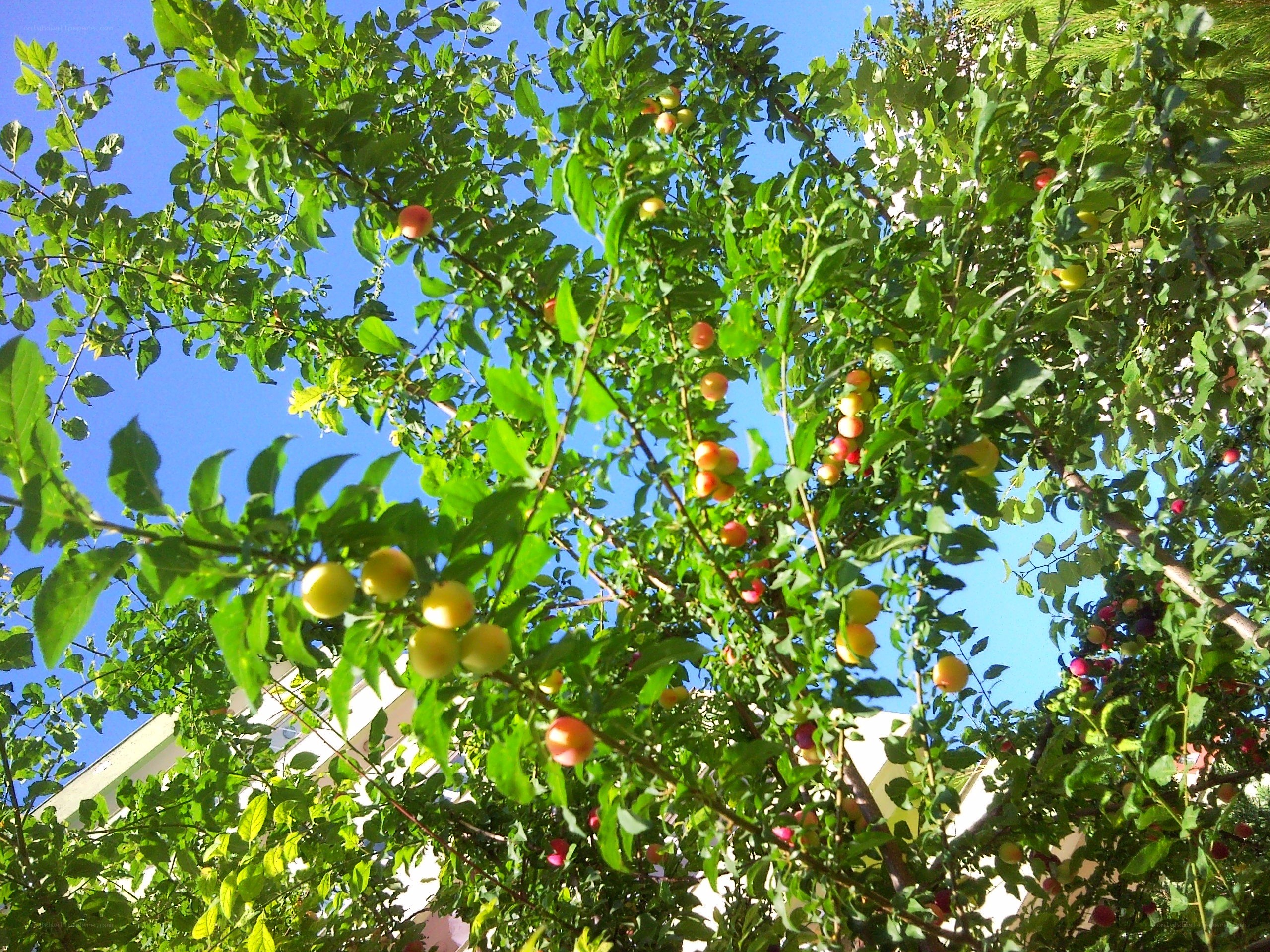 fruit tree with ripe plums
