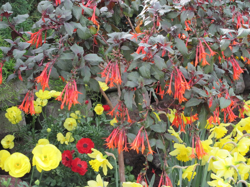 Fuchsia and Daffodil Flowers