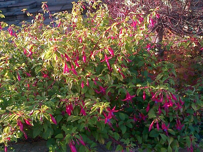 Fuchsia Bush with Flowers