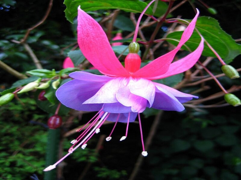 Fuchsia Flower Bloom — Pink