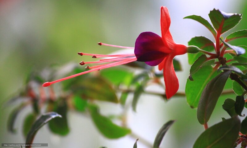 Fuchsia Flower Bloom — Red, Serene