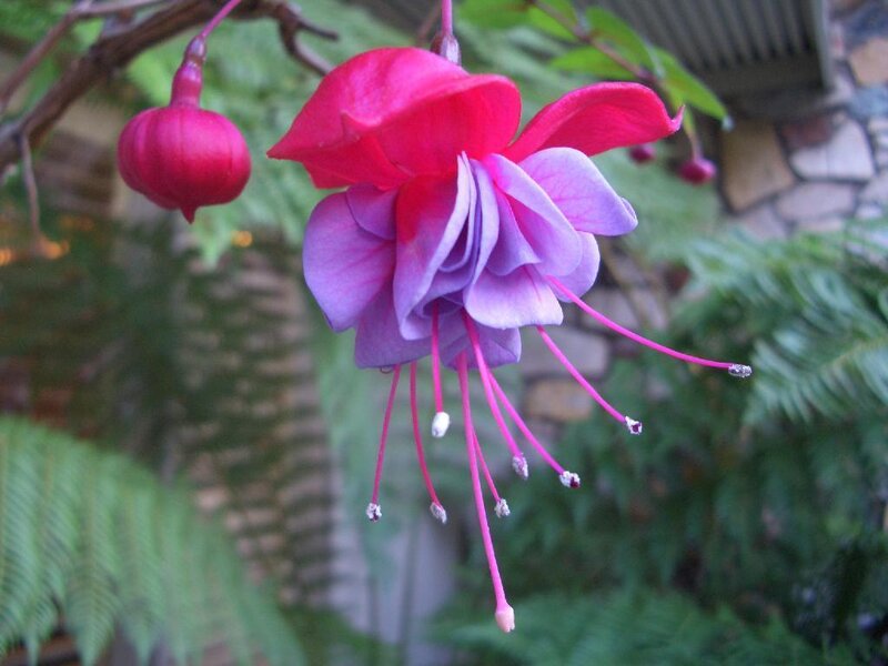 Fuchsia Flower Bloom