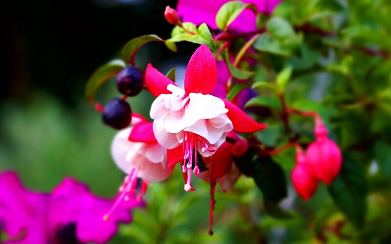 Fuchsia Flower Cluster
