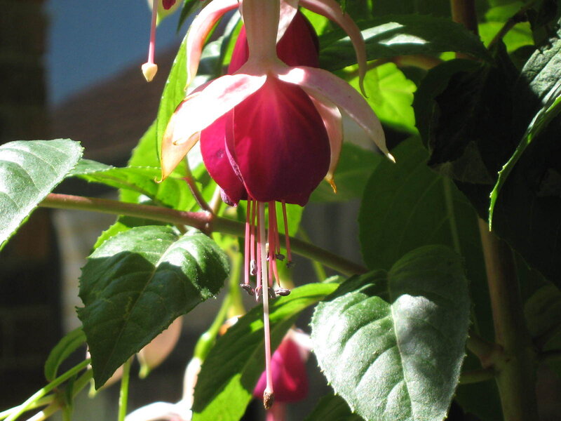 Fuchsia Flower Hanging