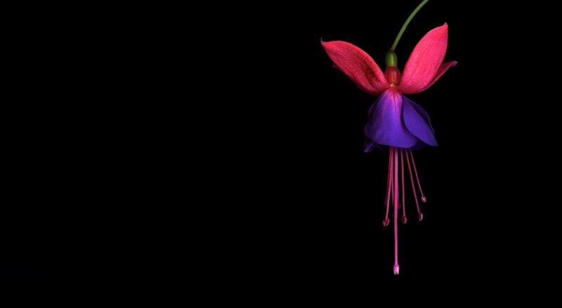 Fuchsia Flower — Purple