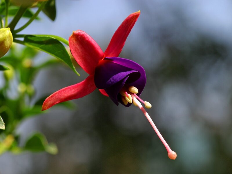 Fuchsia Flower — Red, Serene